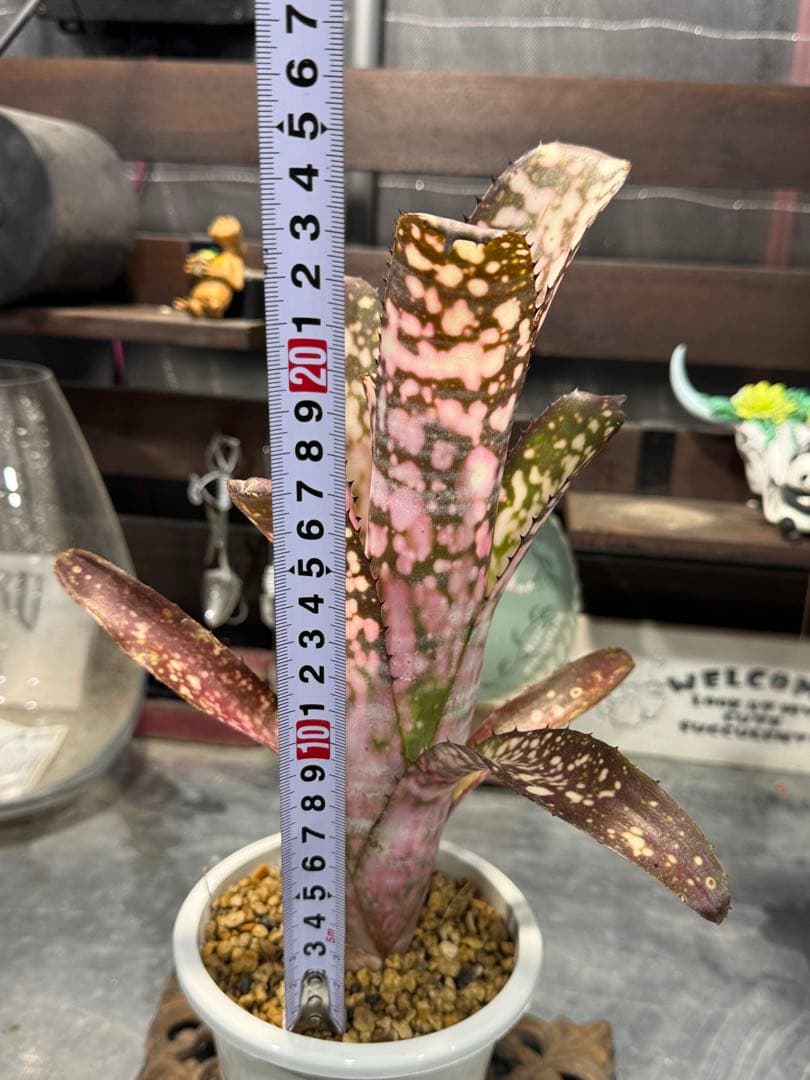 ブロメリア・エアープランツ Billbergia 'Kolan