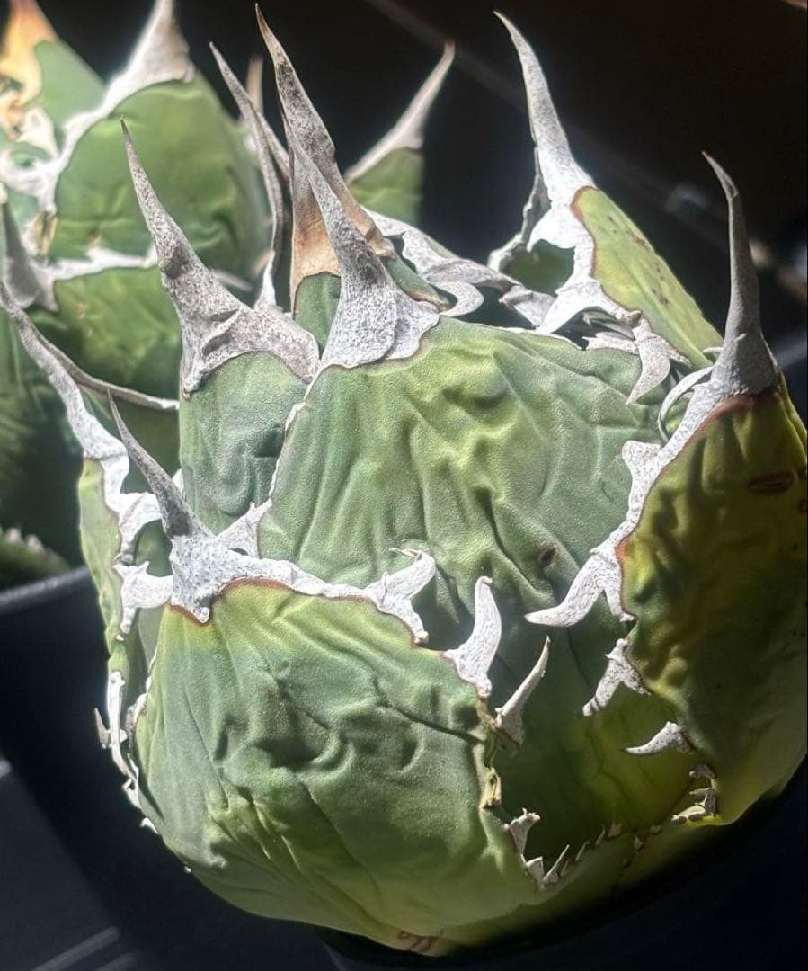 限定品！アガベオアハカオテロイ現地球（極上株）超S級良形superオアハカ激レア