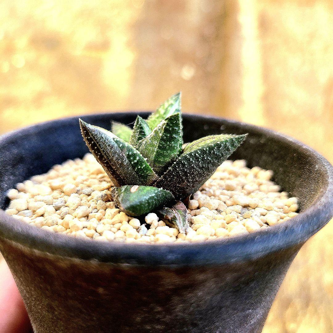 原種斑 アウグスチナフォリア白斑 カンディカンス 　多肉植物 ハオルチア アロエ