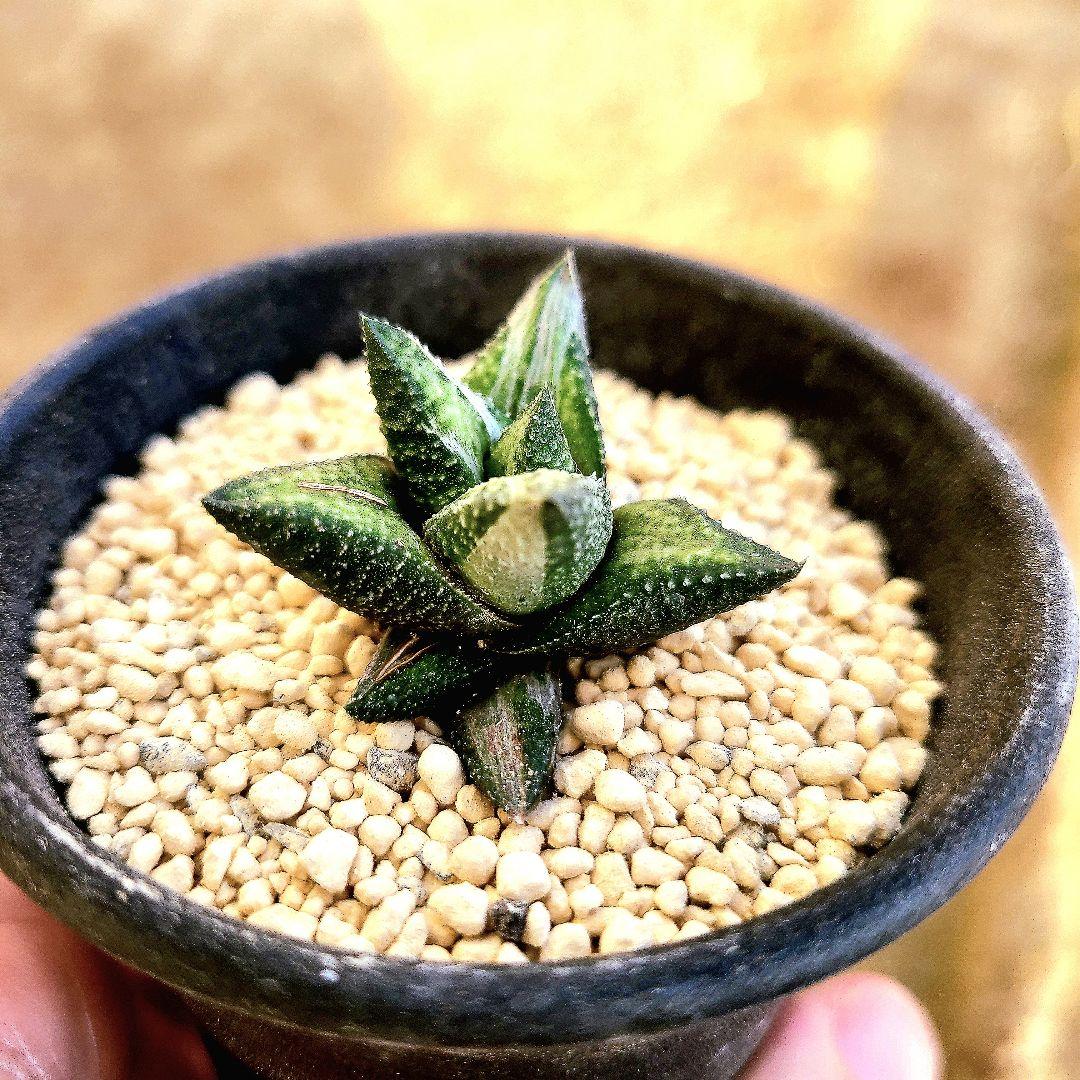 原種斑 アウグスチナフォリア白斑 カンディカンス 　多肉植物 ハオルチア アロエ