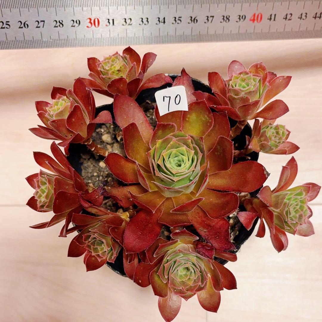 70#多肉植物❤️アエオニウム❤️炎の鳳凰❤️1大頭8小頭16cm拔き苗