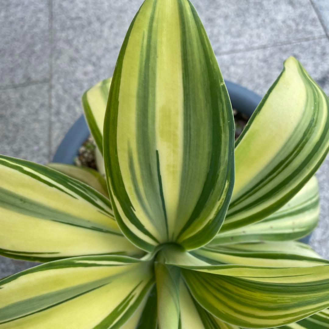 アガベ　アテナータ　イエローストライプ　縞斑　特選三色斑　極上　/ 翡翠盤