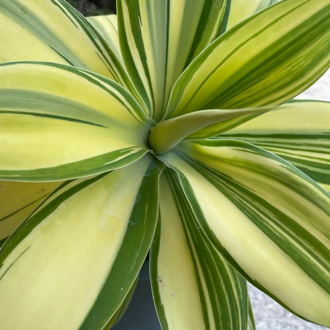 アガベ　アテナータ　イエローストライプ　縞斑　特選三色斑　極上　/ 翡翠盤