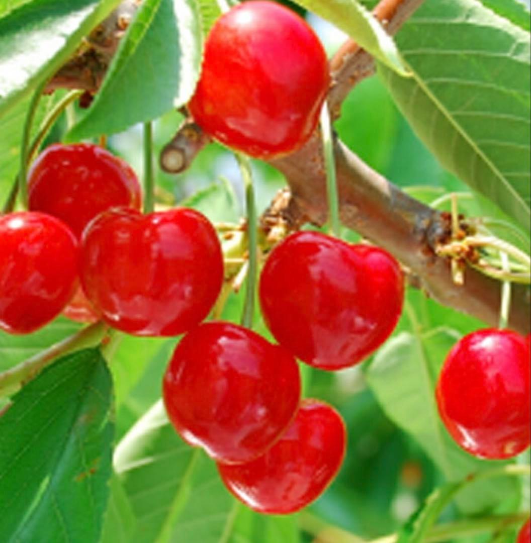 一本で実る！紅きらり苗木　サクランボ コンパニオンプランツ　2メートル