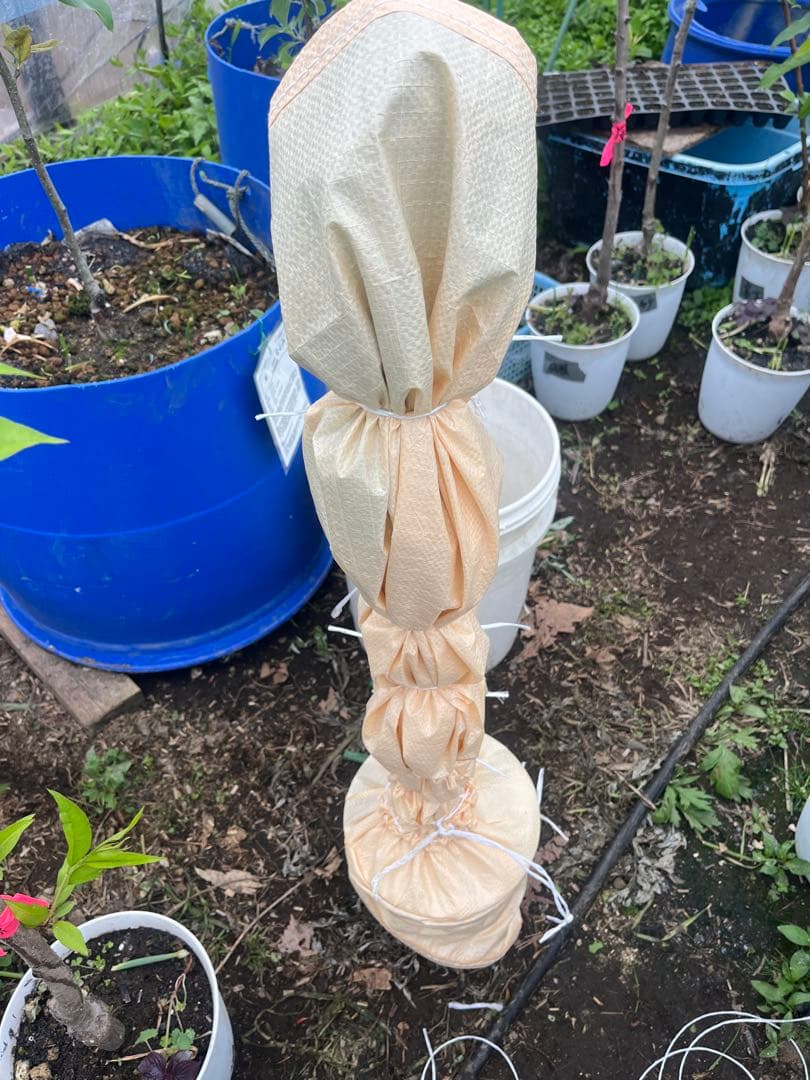 一本で実る！紅きらり苗木　サクランボ コンパニオンプランツ　2メートル