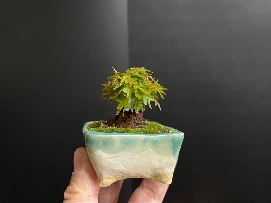 紅葉盆栽　琴姫　極小樹　太幹　樹高葉先まで4.5cm 大きなキズ無し　ミニ盆栽