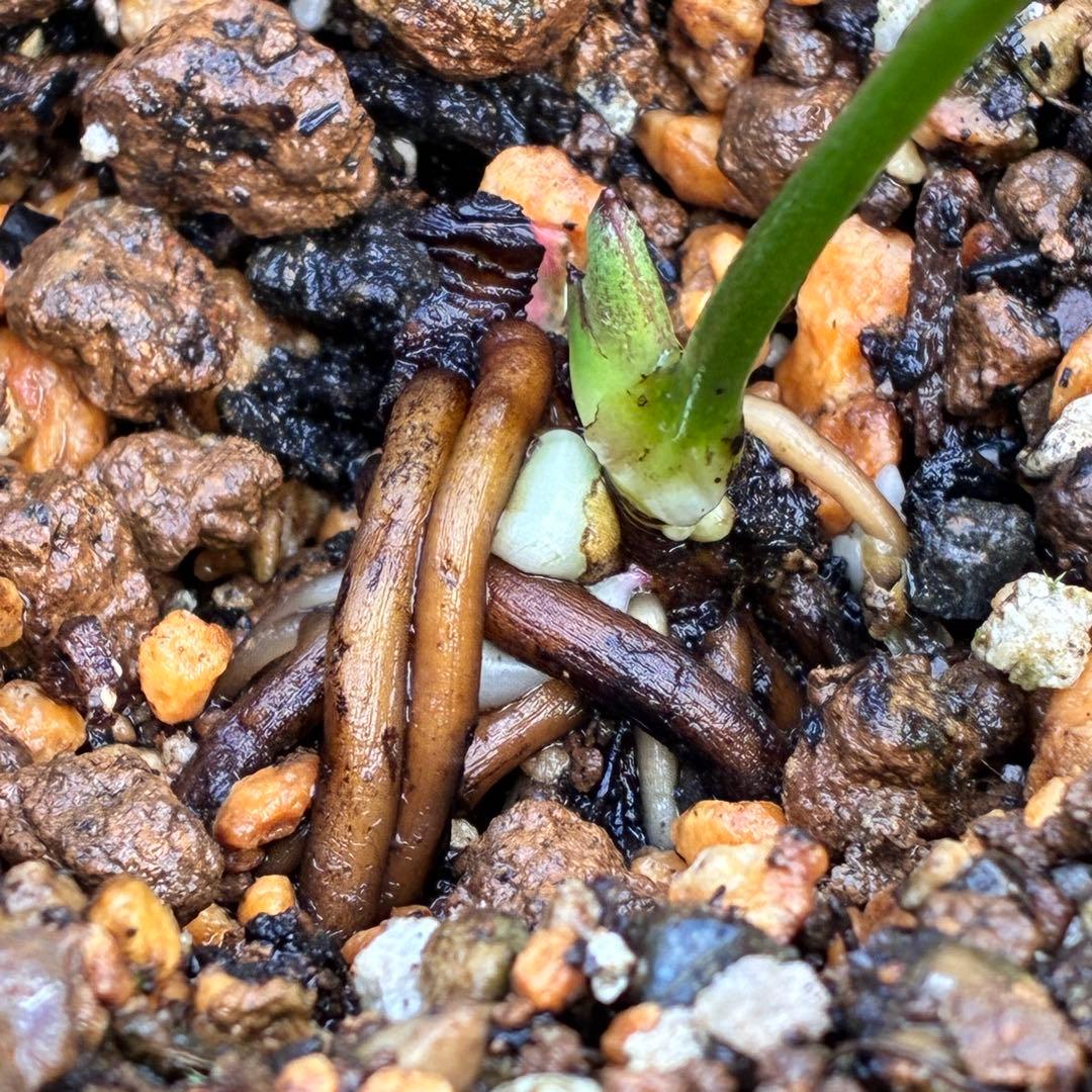 ボ*ト様 ❤️開花株❤️根充実❤️沢山新芽❤️3223⭐️極上⭐️原生地採取実生