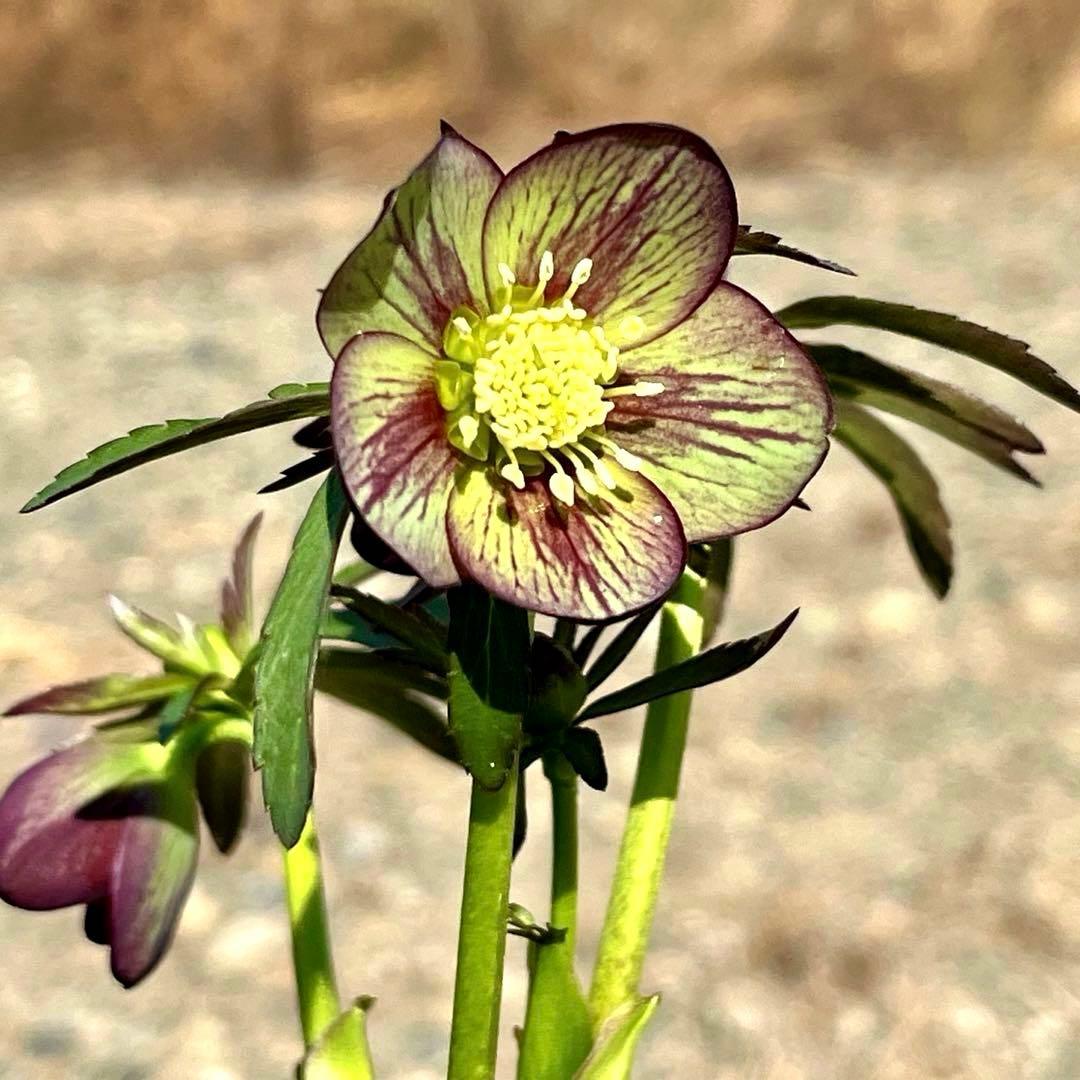 ボ*ト様 ❤️開花株❤️根充実❤️沢山新芽❤️3223⭐️極上⭐️原生地採取実生