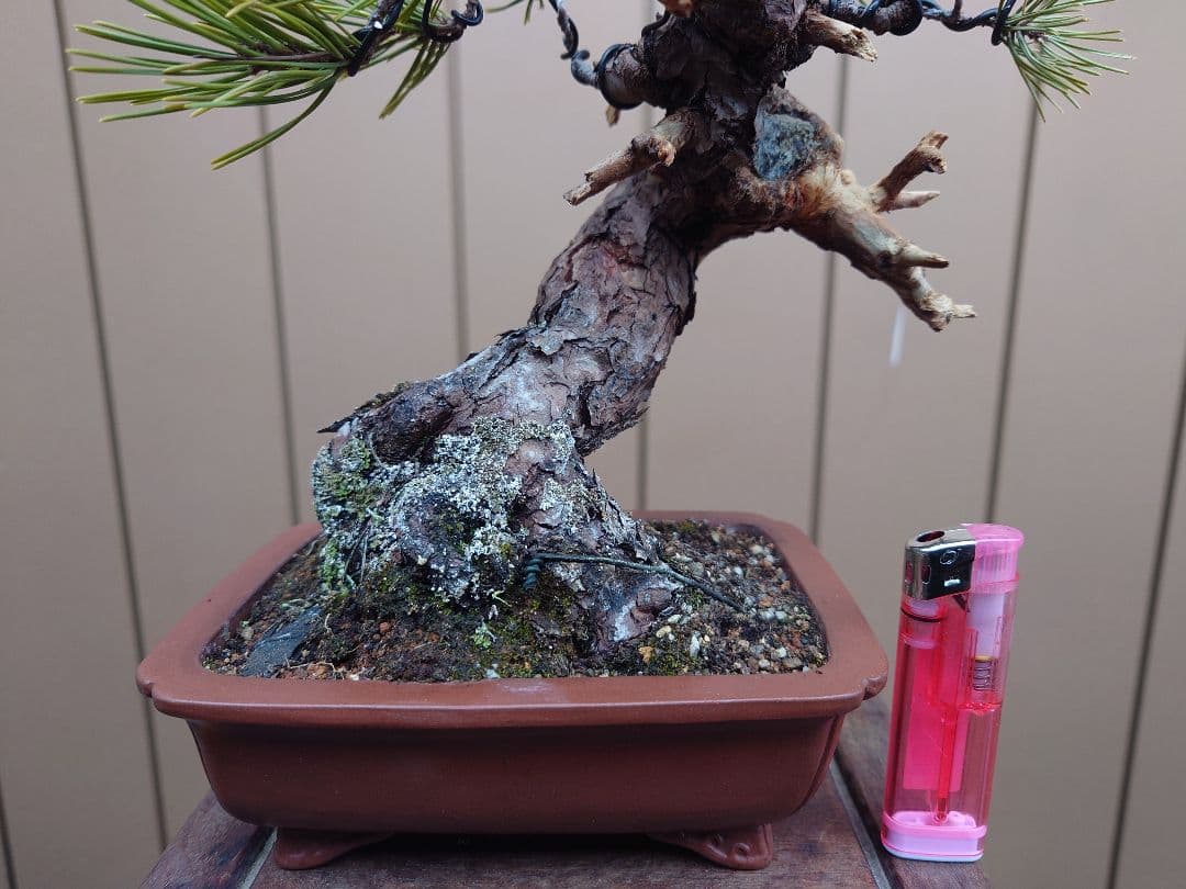 盆栽　黒松　樹高23cm