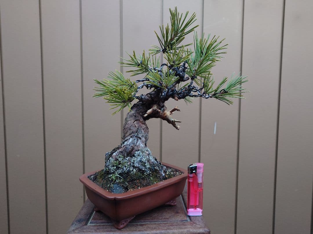 盆栽　黒松　樹高23cm