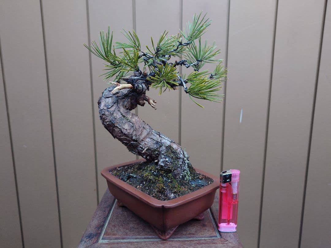 盆栽　黒松　樹高23cm