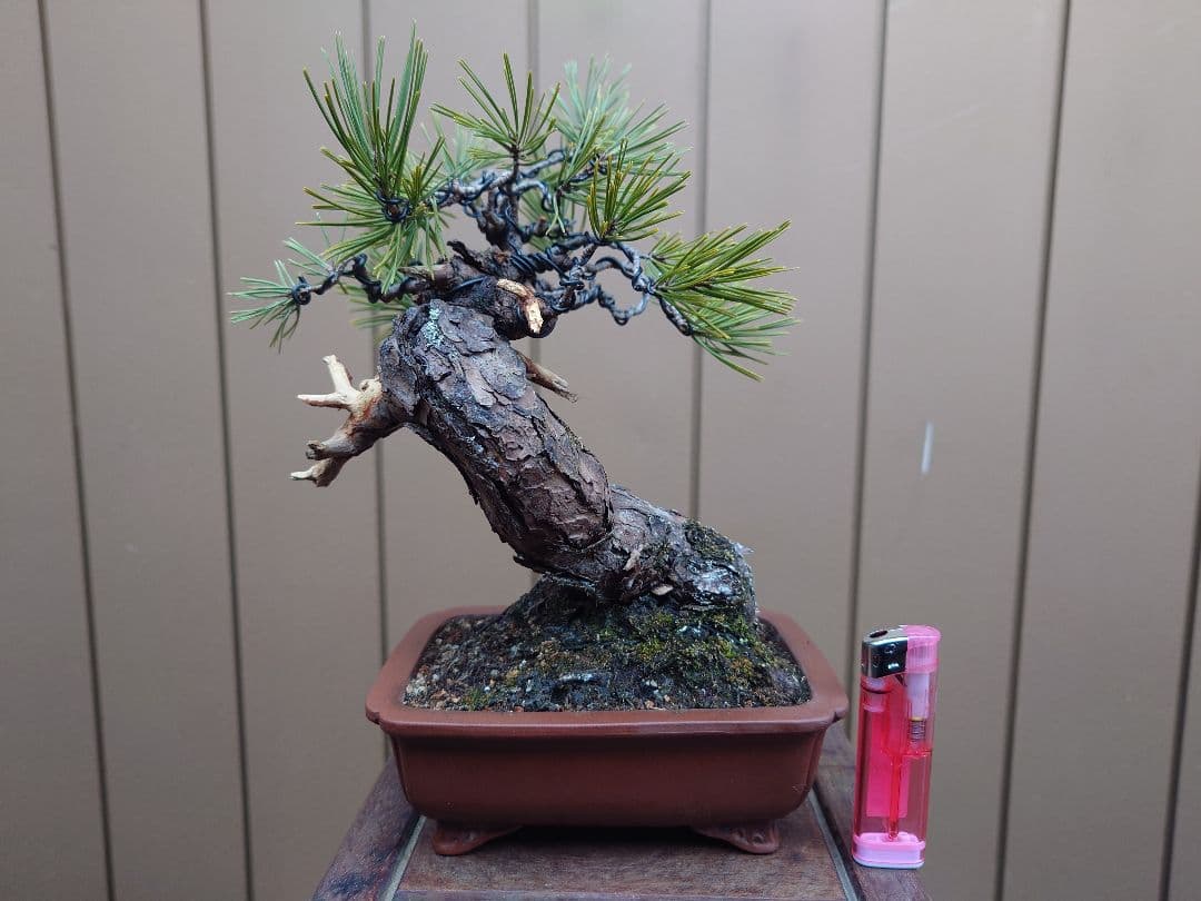盆栽　黒松　樹高23cm