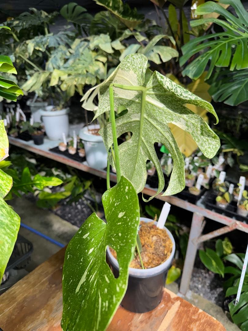 ラ*ん様 モンステラ　タイコンステレーション　スターライト転倒により葉折れあり｜