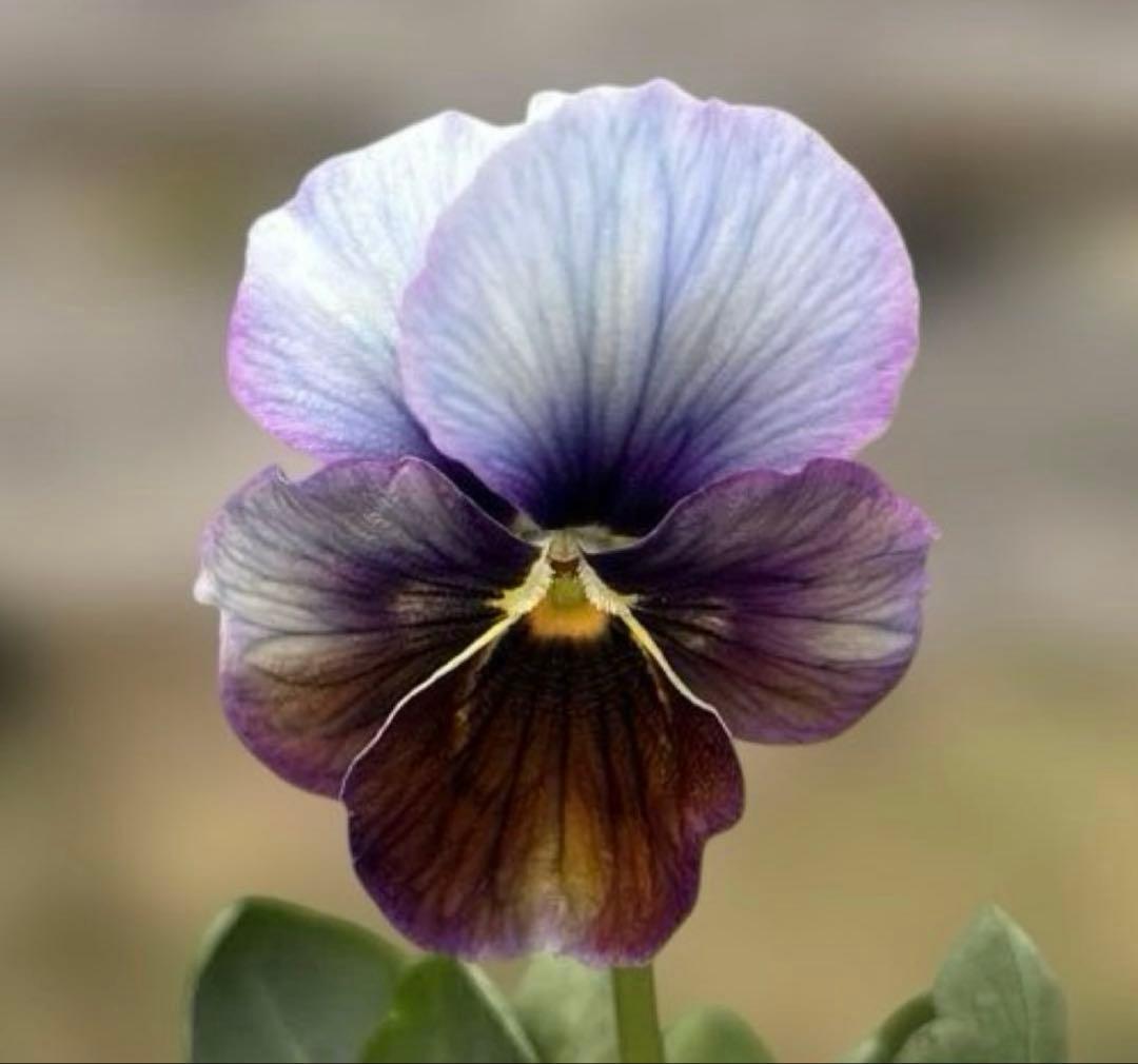 MIYABI様ご依頼品　すみれ図鑑寄せ植え　他6苗　現品　匿名発送　タグ付き