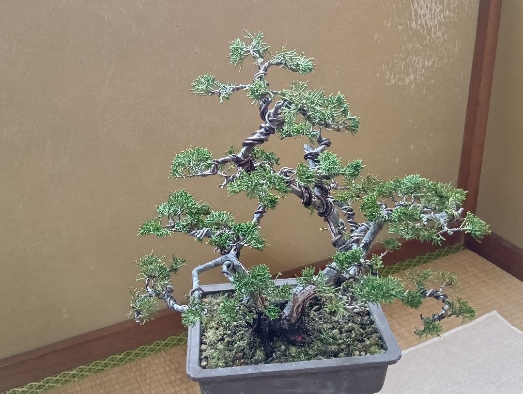 糸魚川真柏双幹‼️新年の値下げ12000円‼️