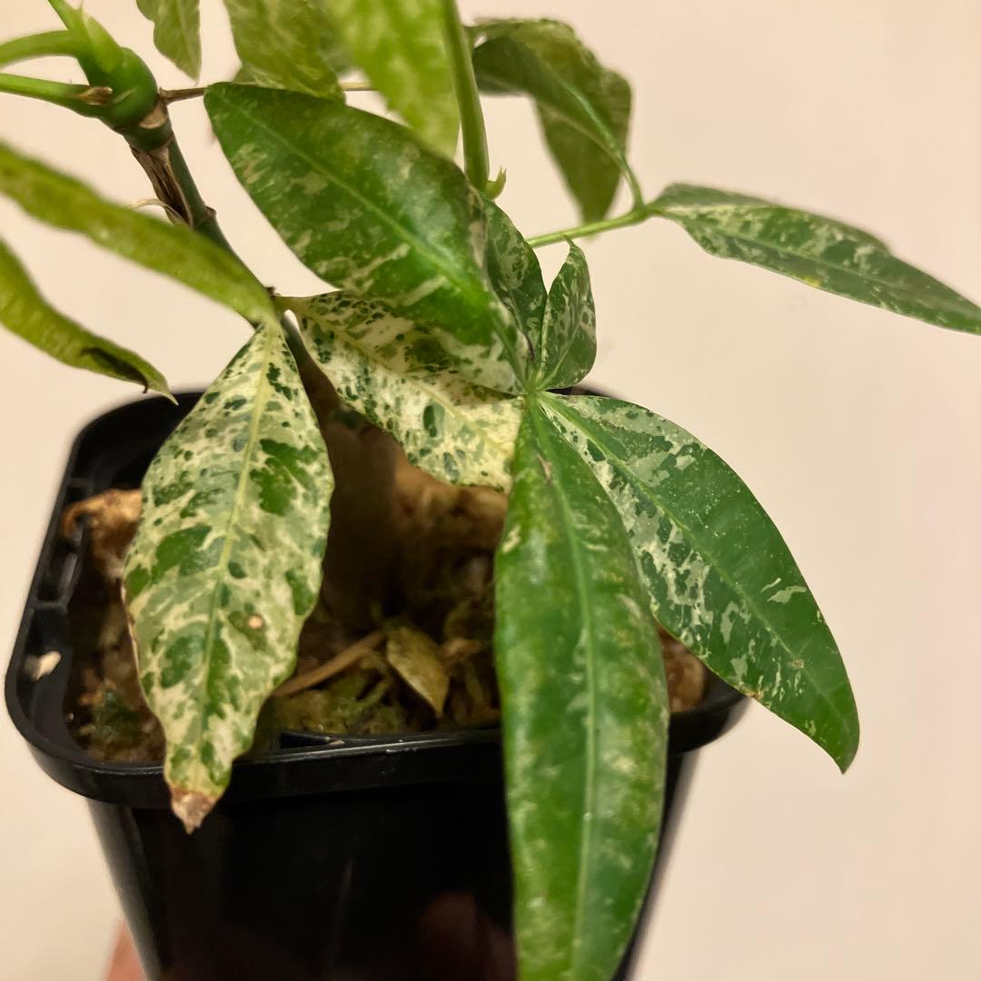 実生パキラ 二股　ミルキーウェイ