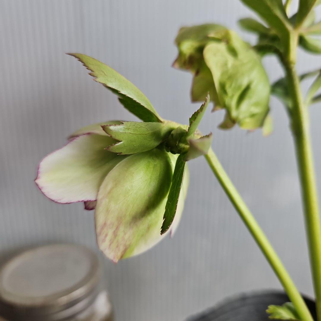 ㉖-451クリスマスローズ