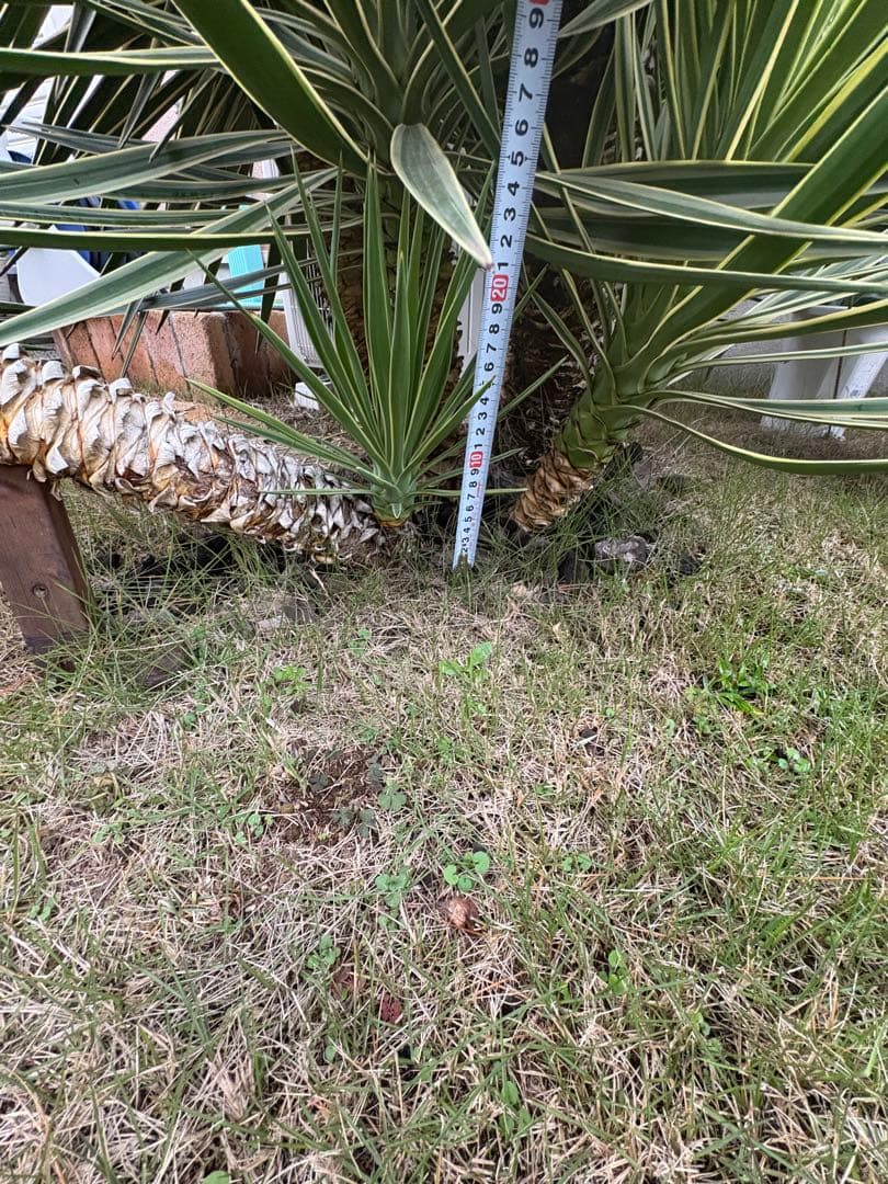 アロイフォリア斑入り　センジュラン　曲がり幹　大株　引き取り限定