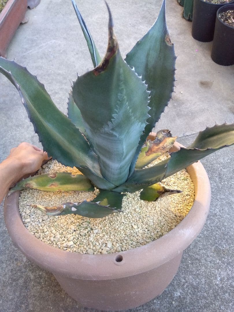 アガベ　ミラビリス　アトロビレンス　大株50センチ❗　ふ