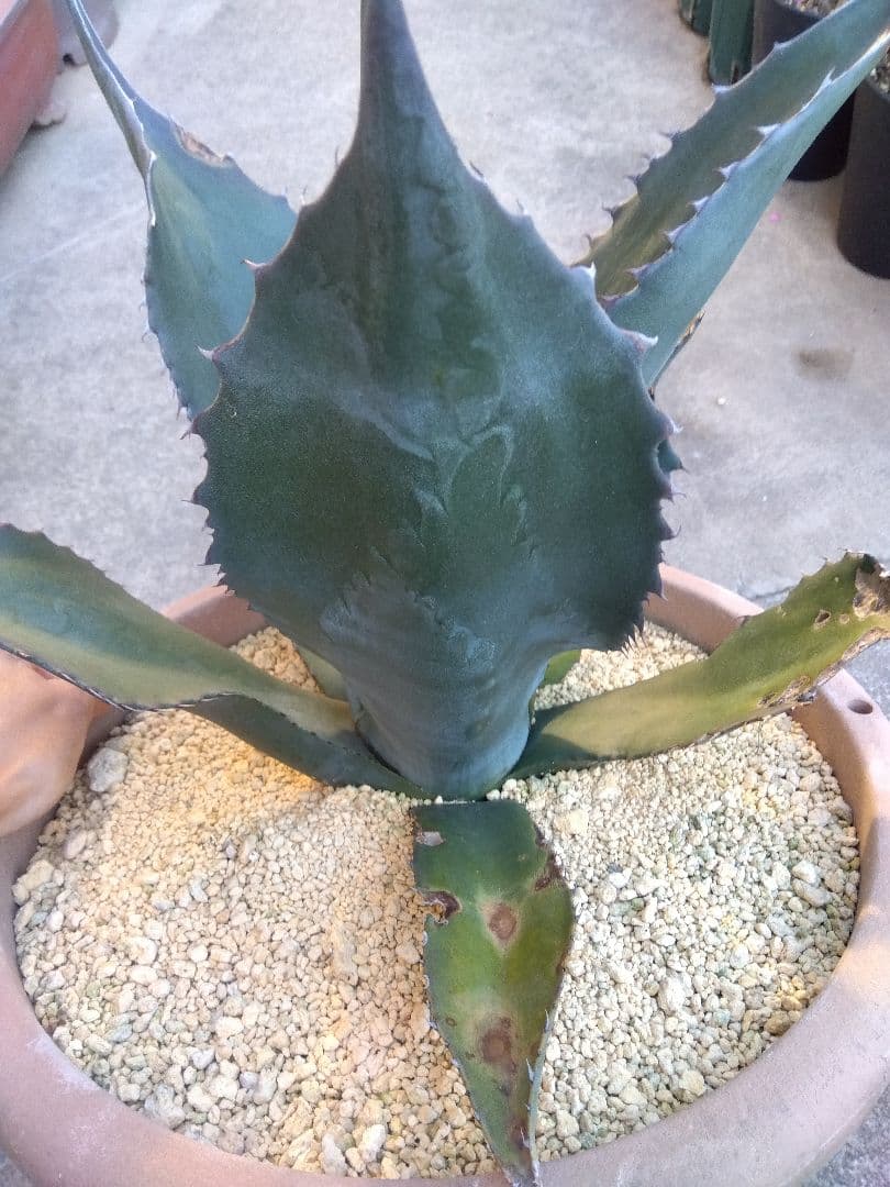 アガベ　ミラビリス　アトロビレンス　大株50センチ❗　ふ