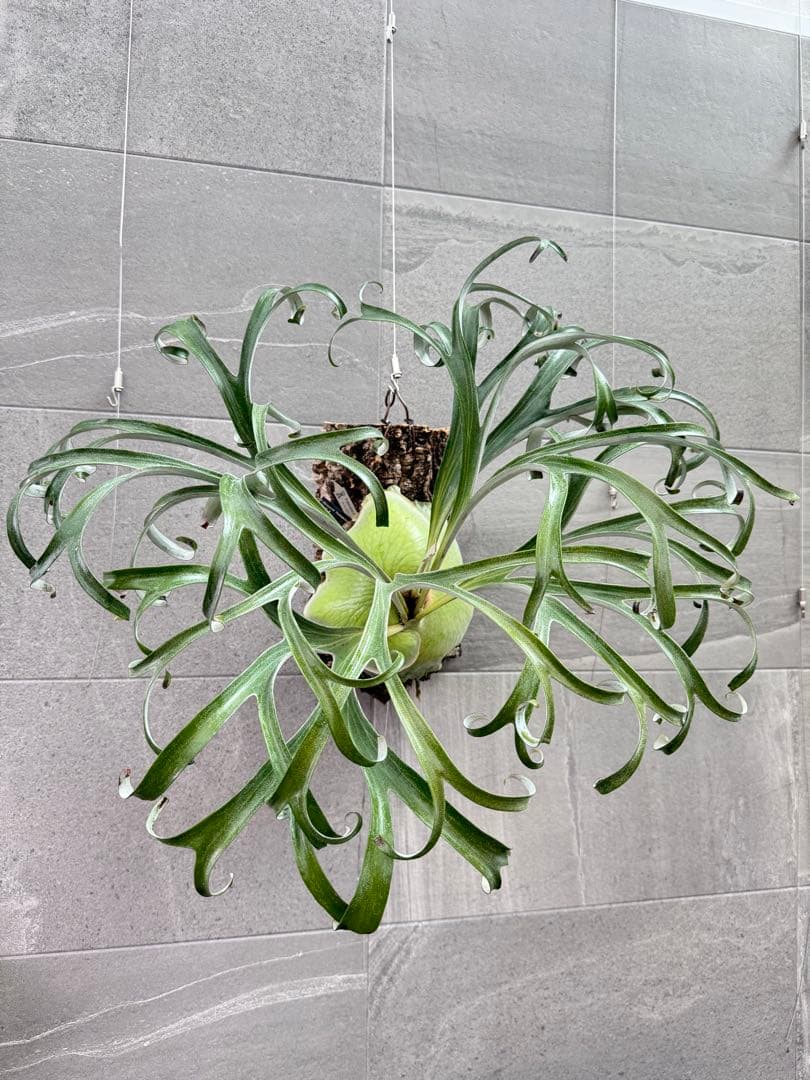 ビカクシダ　アルマダドワーフ　オリジナル　子株⑦