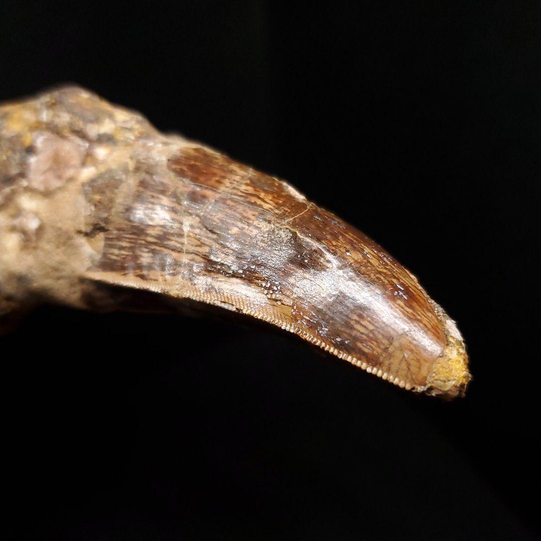 貴重 アフロベナトル 歯 化石 本物 ニジェール産 96.66mm fr93