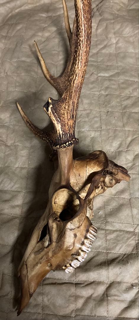 鹿の角　頭蓋骨　インテリアオブジェ　ニホンジカ