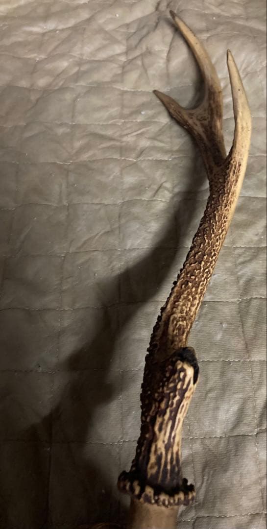 鹿の角　頭蓋骨　インテリアオブジェ　ニホンジカ