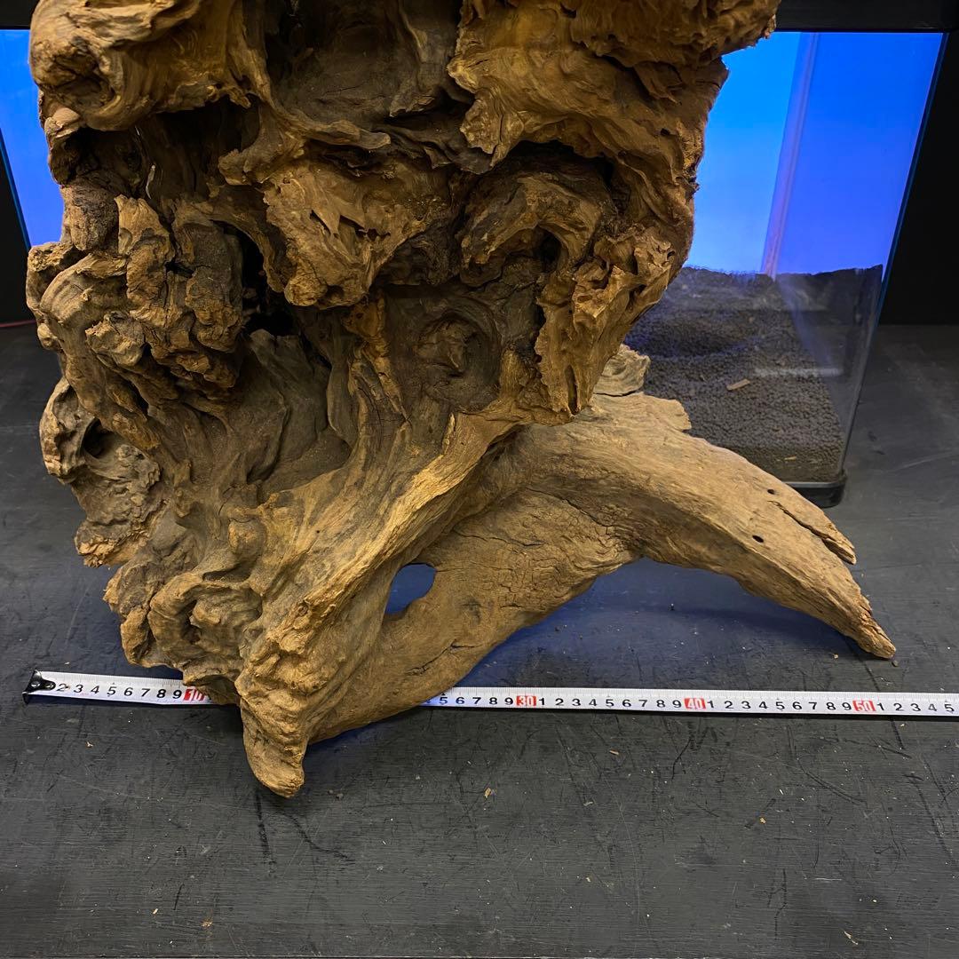 MRW-6266 特大天然流木　自立流木　1点物　枝流木　アクアリウム 爬虫類