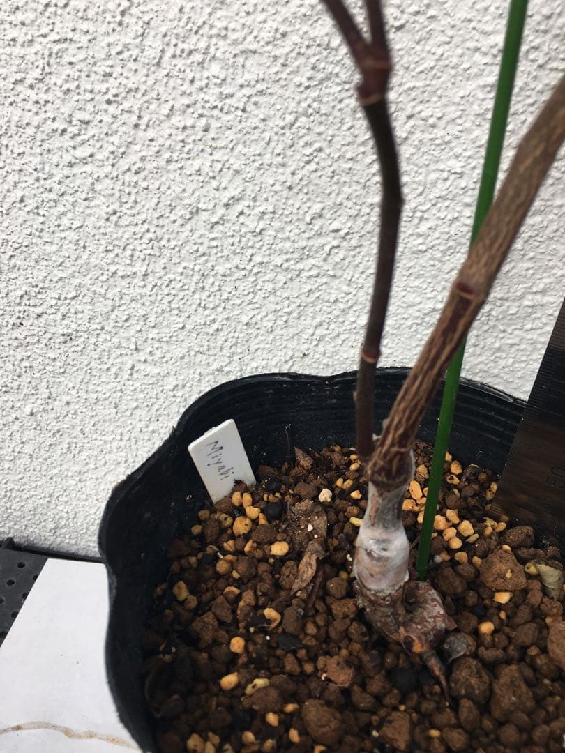 ろんしゃんさま専用　おまとめ３点バラ苗　切り花品種