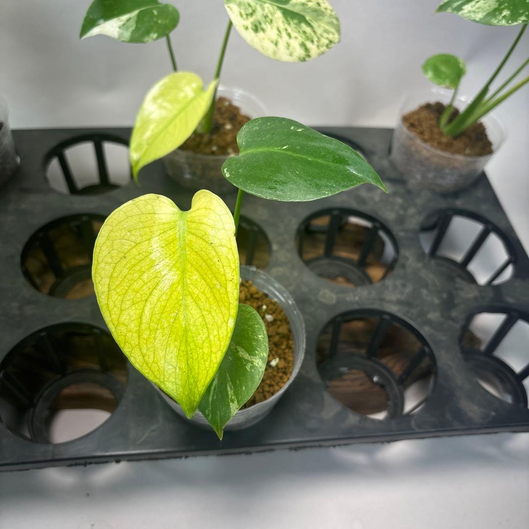 た*ん様 5株セットms42【特別選抜】ホワイトモンスター／天津蘭 モンステラ斑