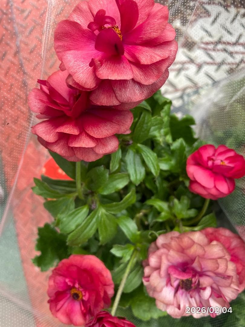 早い者勝ち!!　　　ラナンキュラス　ラックス　6種類　5号　化粧鉢