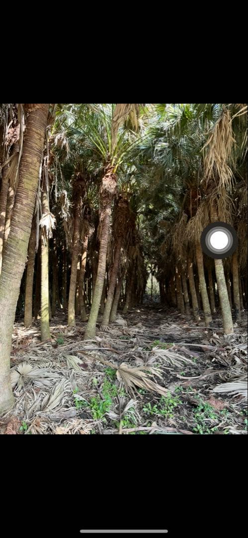 ヤシの木　ビロウヤシ