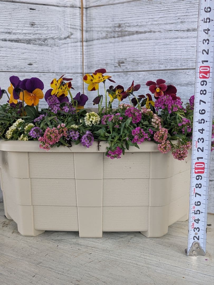 ローズガーデン【現品・鉢まま出荷】季節の寄せ植え3点＆ビオラのセット