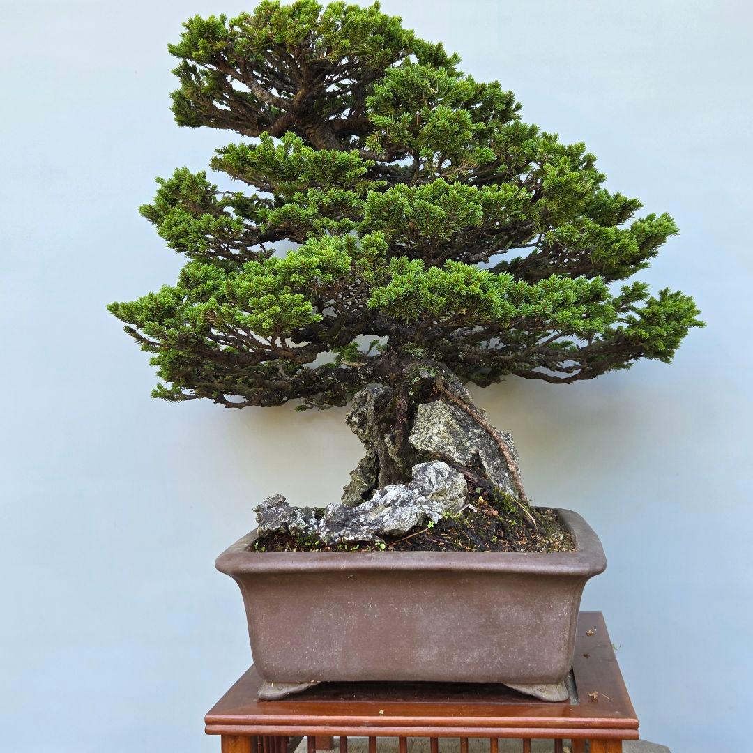 蝦夷松　(八房)　[石付き模様木]　大品盆栽