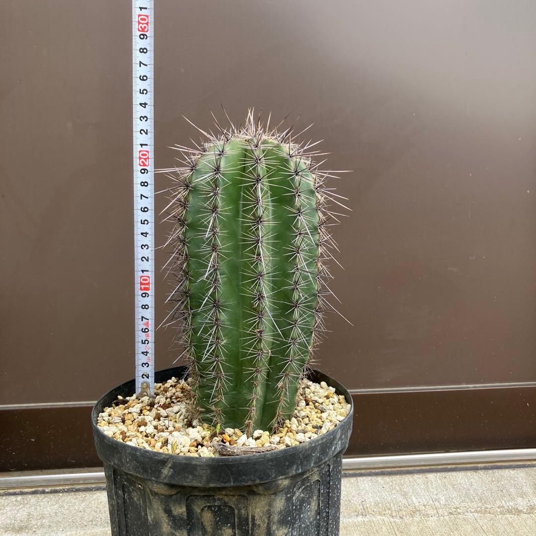 【#25096】弁慶柱　カルネギアギガンティア