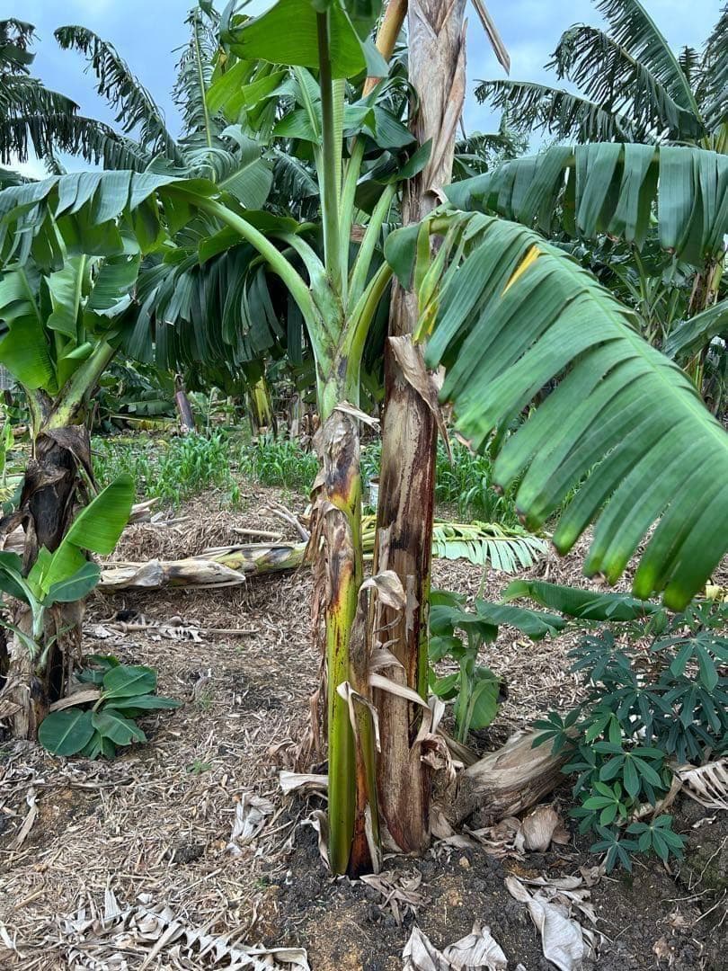 最終1苗◆220㎝巨大苗★グリーンアイスクリーム★至福の糖度。耐寒性強い低木品種