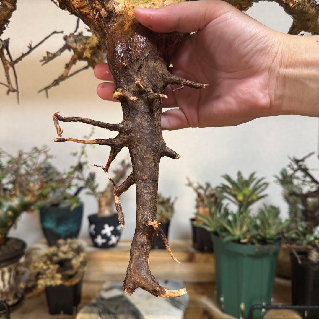 M*a様 CP20 コミフォラ ピンネイトリーブス 希少 大株 良型