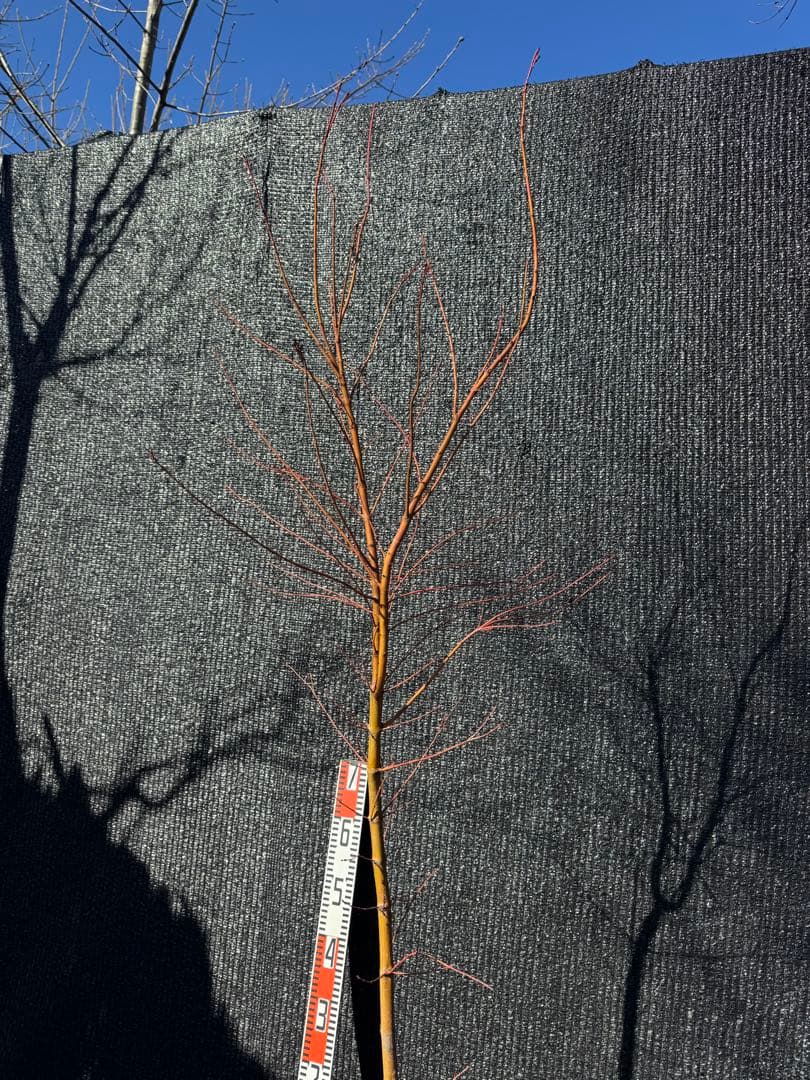 カツラモミジ　大株　【品番3520】