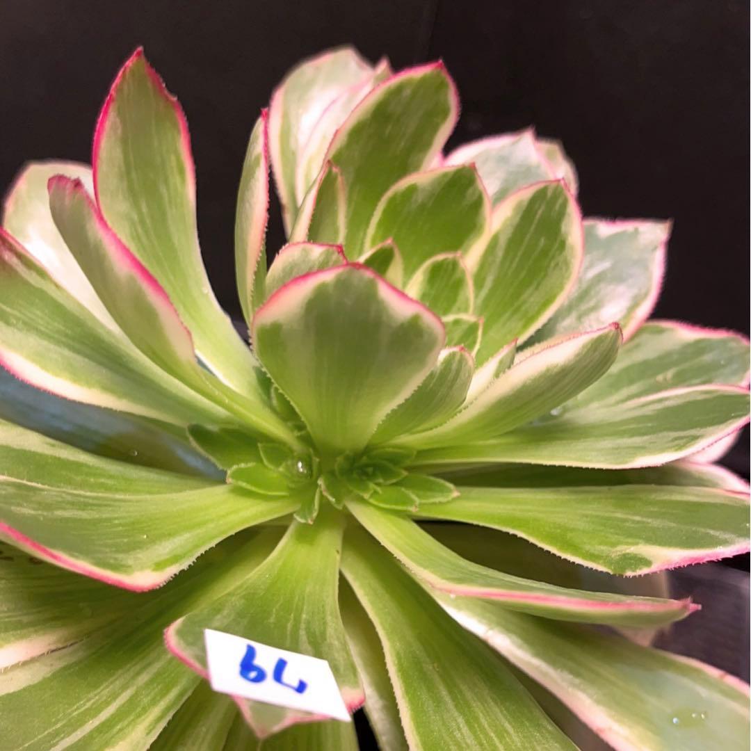 79#多肉植物アエオニウム錦❤️浣纱锦❤️1大頭4-5子芽19cm拔き苗