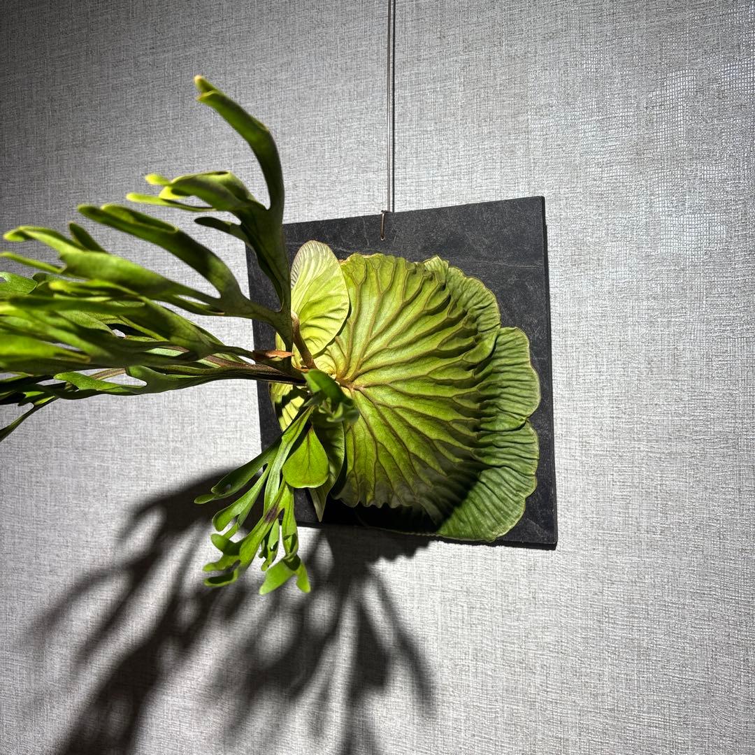 十*夜様 ビカクシダ　リドレイ　ワイルド　現地株　コウモリラン