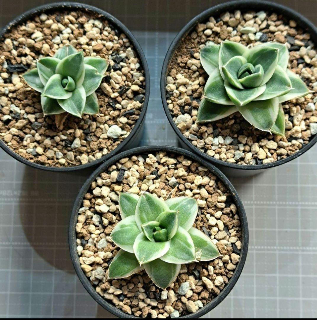 ★発根済★②　王妃笹の雪a型白覆輪　ピンキー