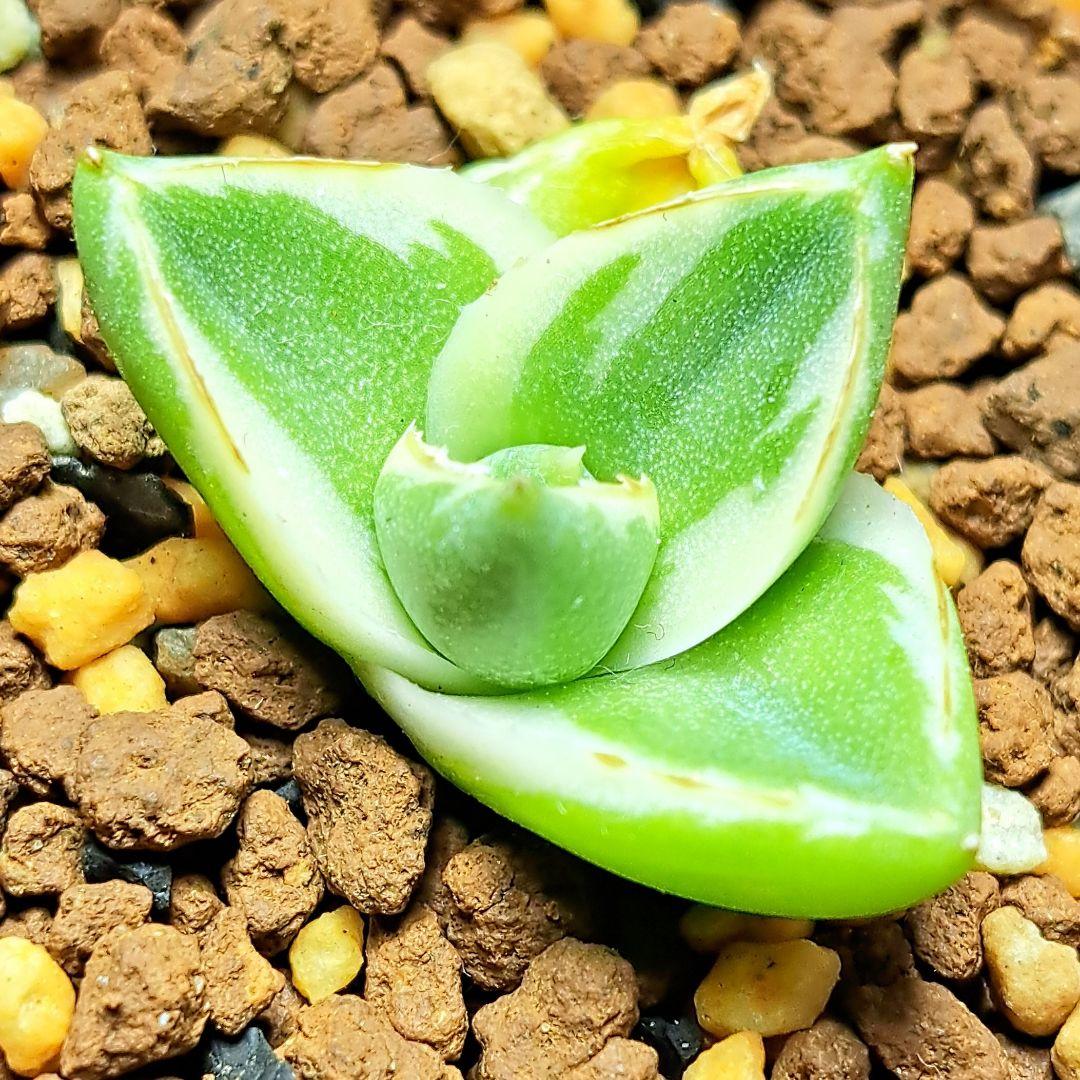 ★発根済★②　王妃笹の雪a型白覆輪　ピンキー