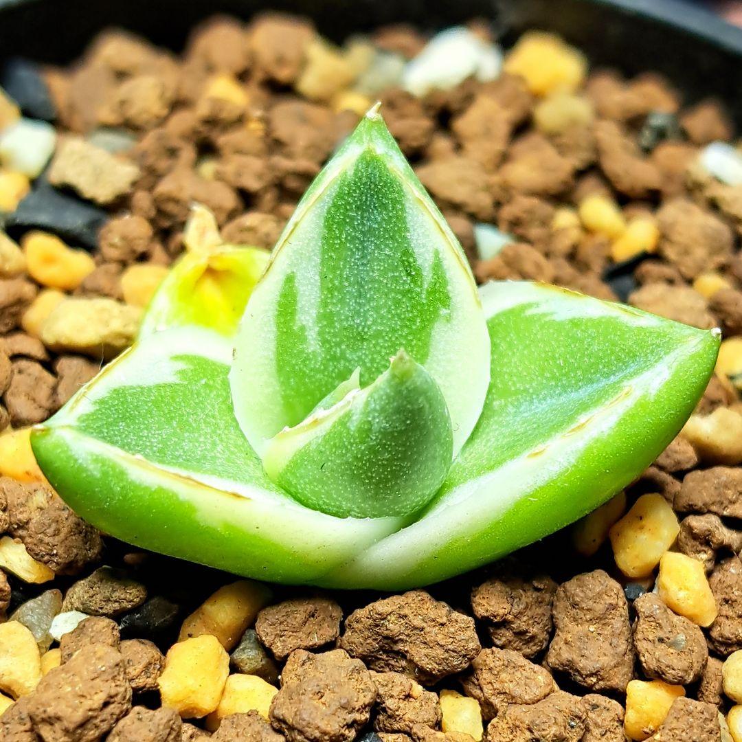 ★発根済★②　王妃笹の雪a型白覆輪　ピンキー