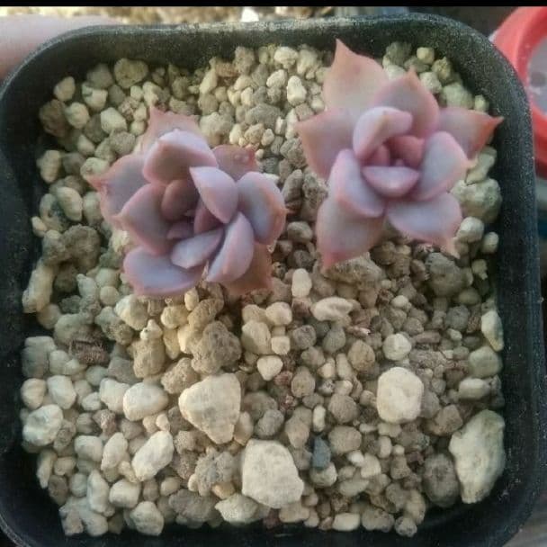 売却済み3/13撮影)モーニング(抜き苗)多肉植物