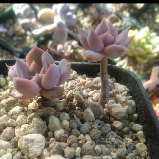 売却済み3/13撮影)モーニング(抜き苗)多肉植物