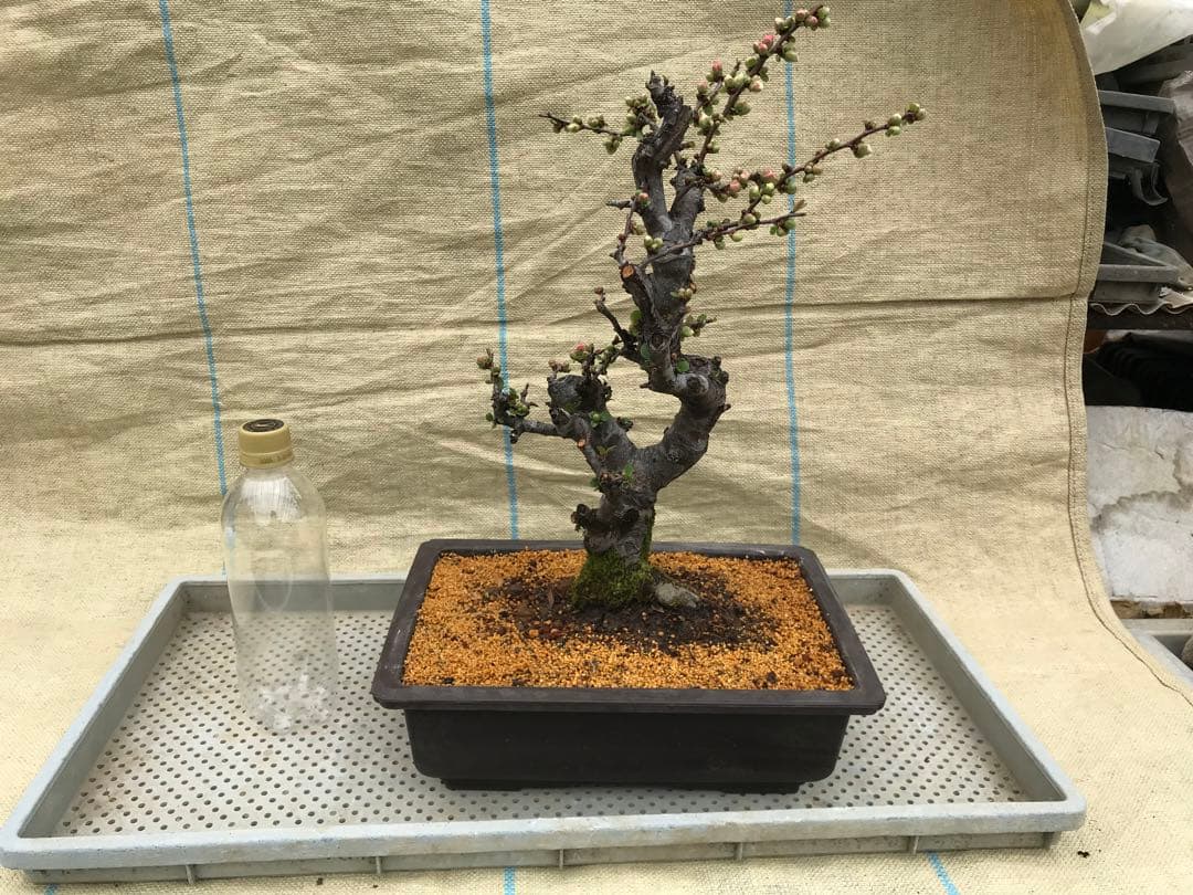 木瓜(ボケ)・放春花　安田錦　角鉢(咲分け保証品)②