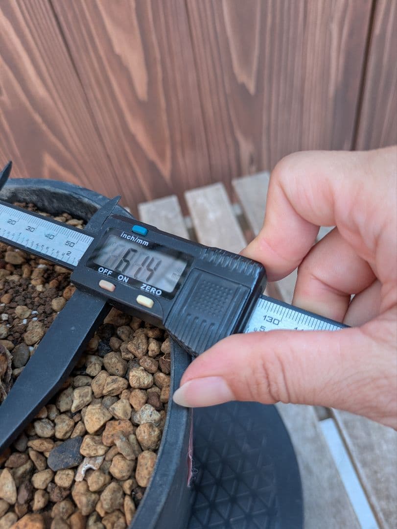 32 エンセファラルトス プリンセプス 最高！！