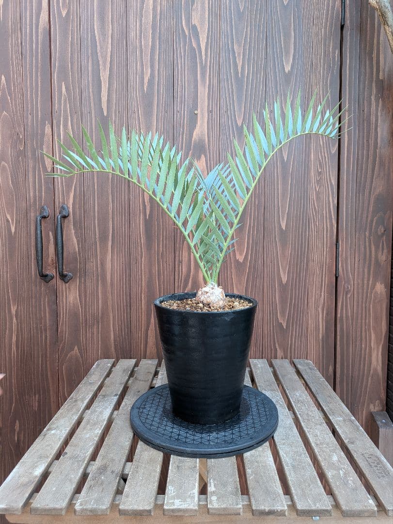 32 エンセファラルトス プリンセプス 最高！！