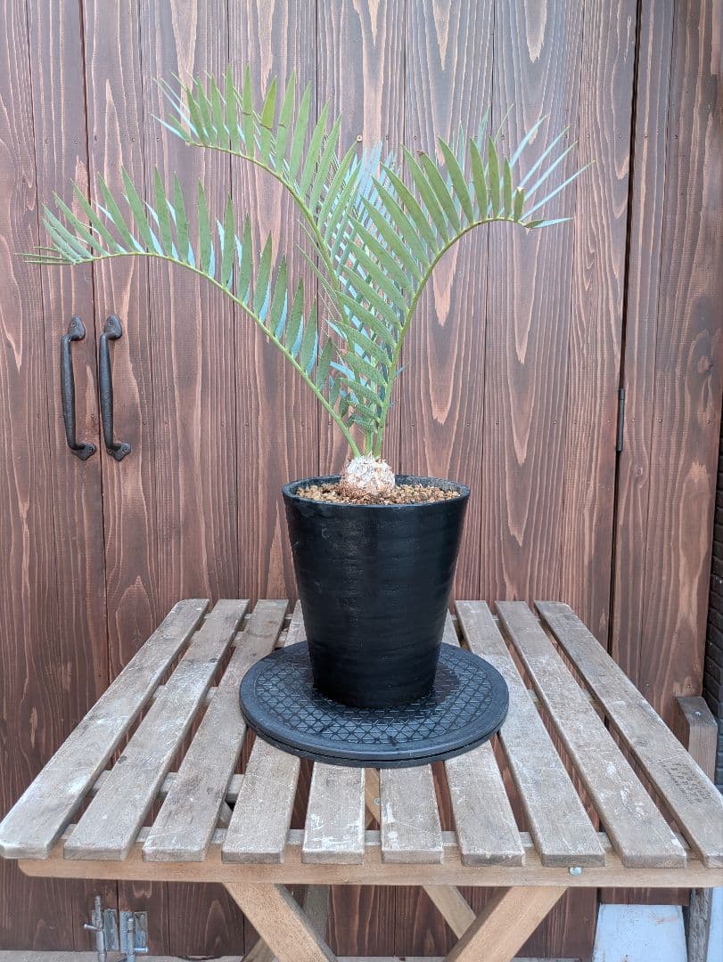 32 エンセファラルトス プリンセプス 最高！！